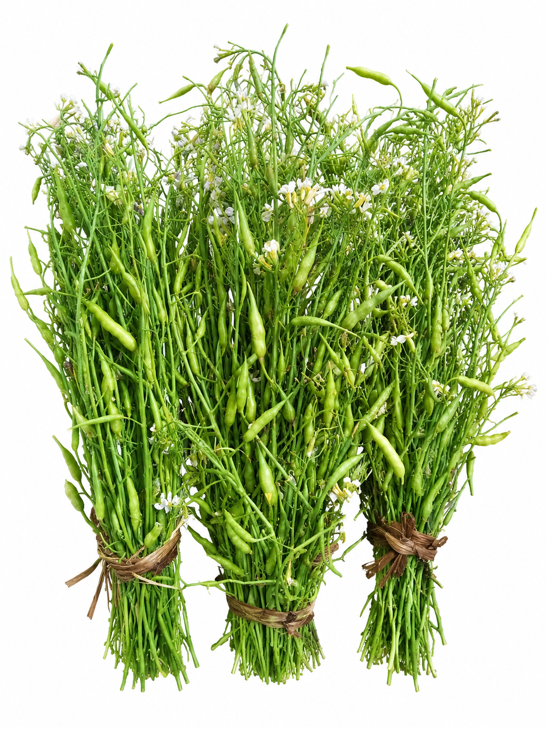 Mular Bichi